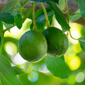 Persea americana var. Bacon (De greffe) - Avocadobaum Bacon - Exotische Obstbäume