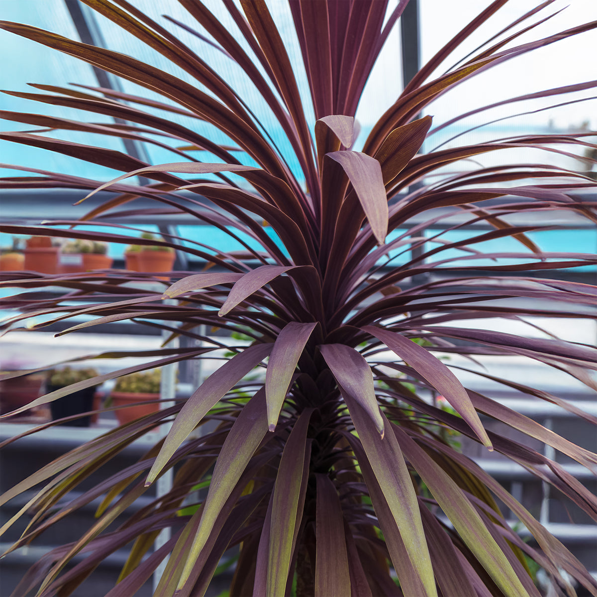 Australische Keulenlilie Choc-Mint® - Cordyline australis Choc-Mint® - Willemse