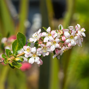 Escallonia Apple Blossom - Willemse