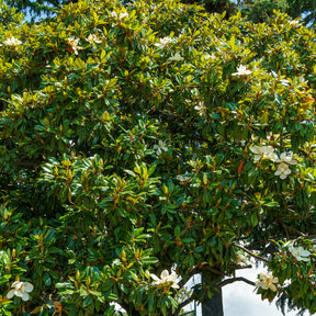 Großblütige Magnolie Alta - Willemse