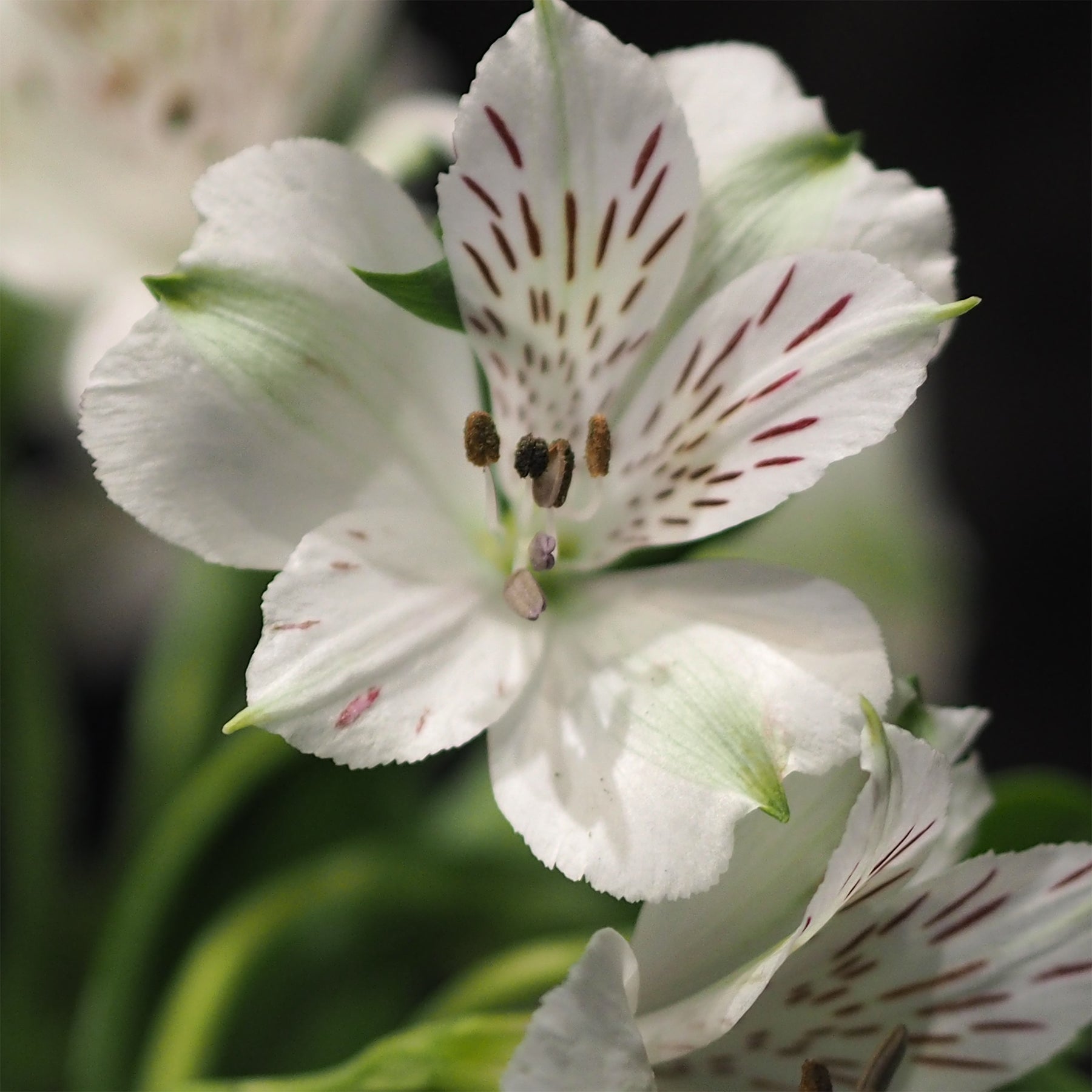 Alstroemeria Majestic Mazé - Inkalilie Majestic Mazé - Alstroemeria - Inkalilie