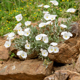 Mauretanische Winde ‘New White Moon’® - Willemse