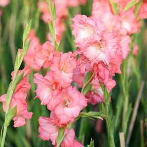 Großblumige Hybrid-Gladiolen Adrenalin (x15) - Willemse
