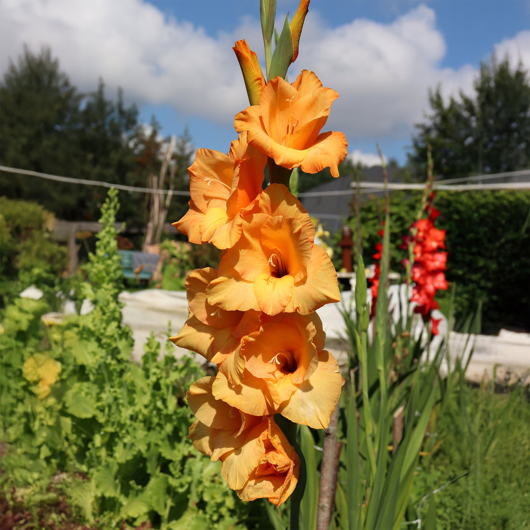 Großblütige Hybrid-Gladiolen Cornelli (x15) - Willemse