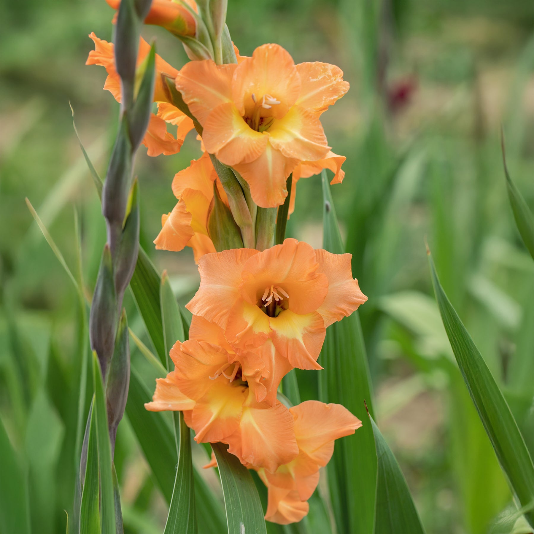 Großblütige Hybrid-Gladiolen Cornelli (x15) - Gladiolus Cornelli - Willemse