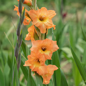 Großblütige Hybrid-Gladiolen Cornelli (x15) - Gladiolus Cornelli - Willemse
