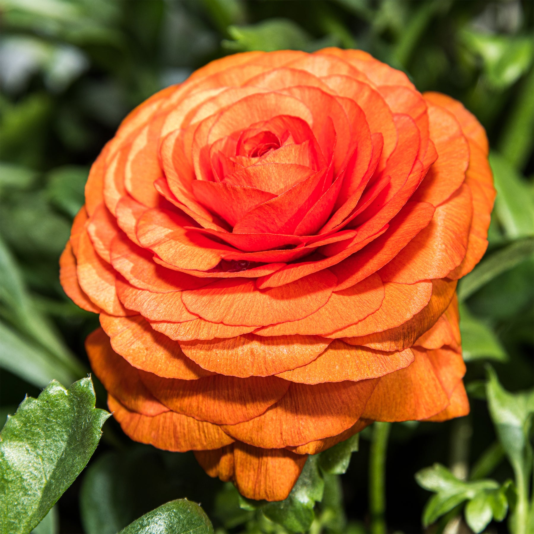 Asiatische Ranunkeln ‘Orange Flame’ (x10) - Willemse