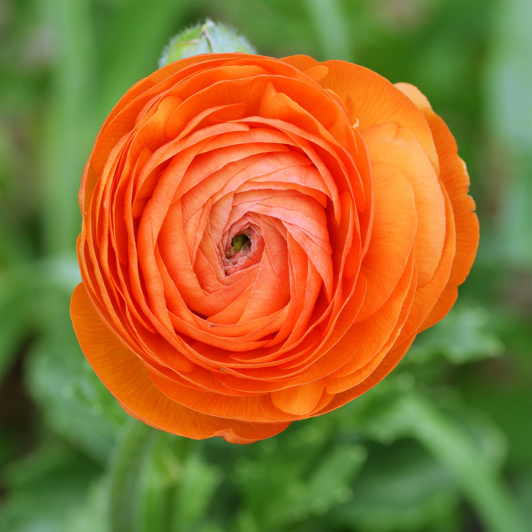 Asiatische Ranunkeln ‘Orange Flame’ (x10) - Ranunculus Orange Flame - Willemse