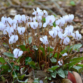 Herbst Alpenveilchen 'Album' - Willemse