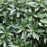 Schattenglöckchen 'Ralto Rose' - Willemse