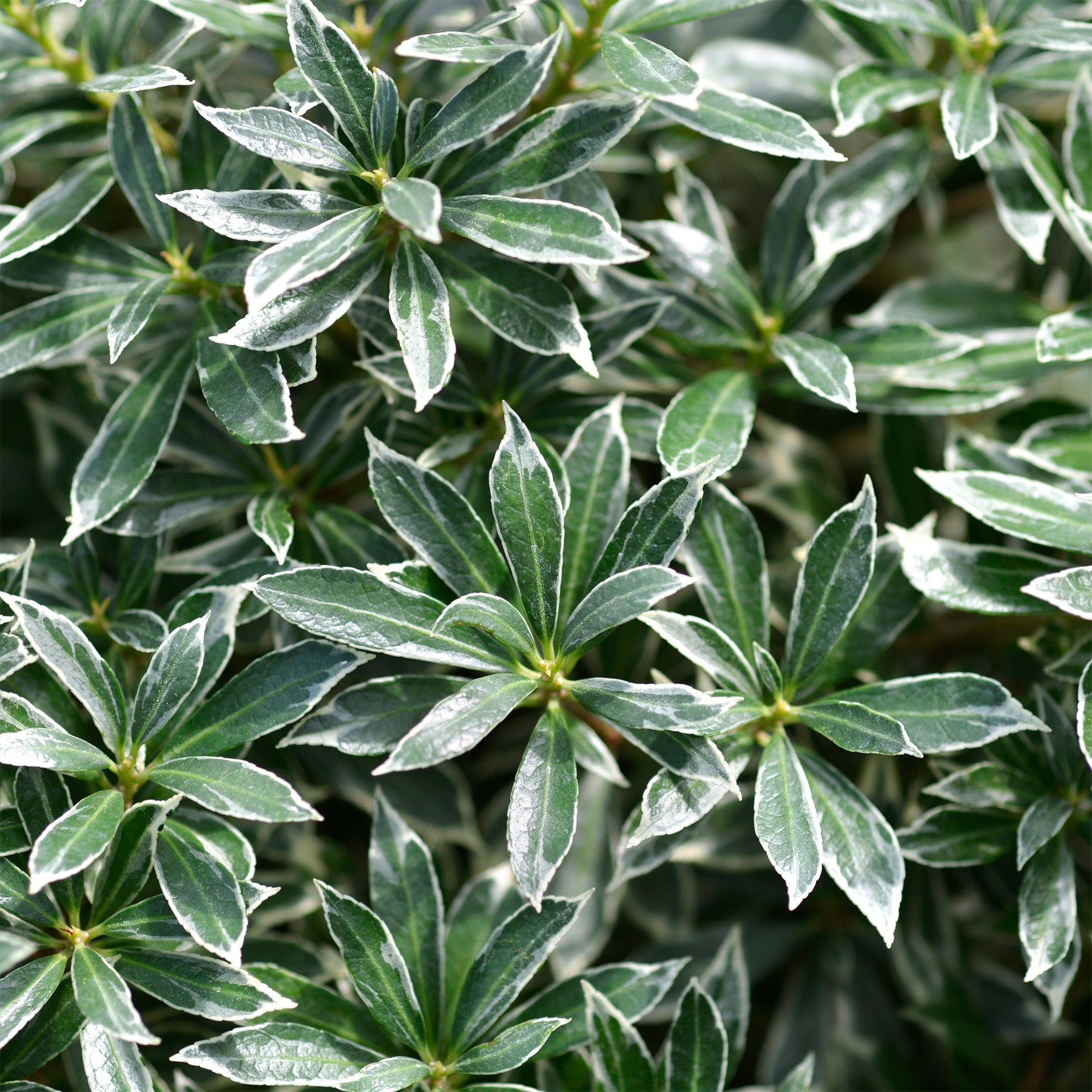 Schattenglöckchen 'Ralto Rose' - Willemse