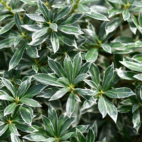 Schattenglöckchen 'Ralto Rose' - Willemse