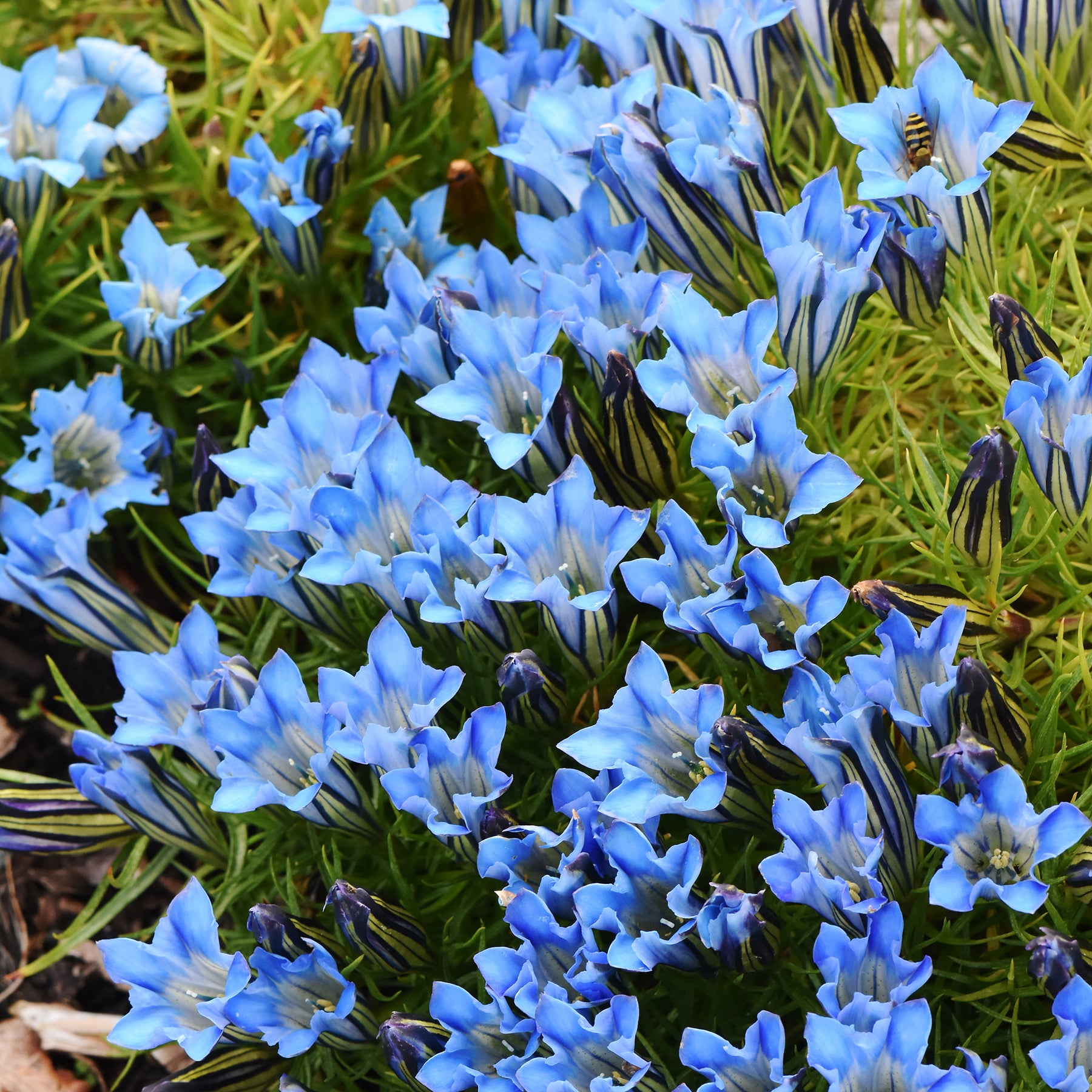 Enzian Blue Star® - Willemse