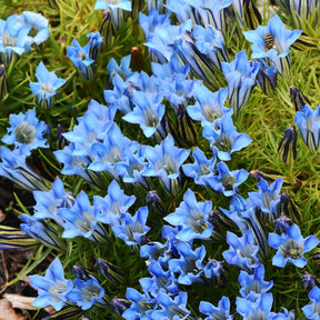 Enzian Blue Star® - Willemse