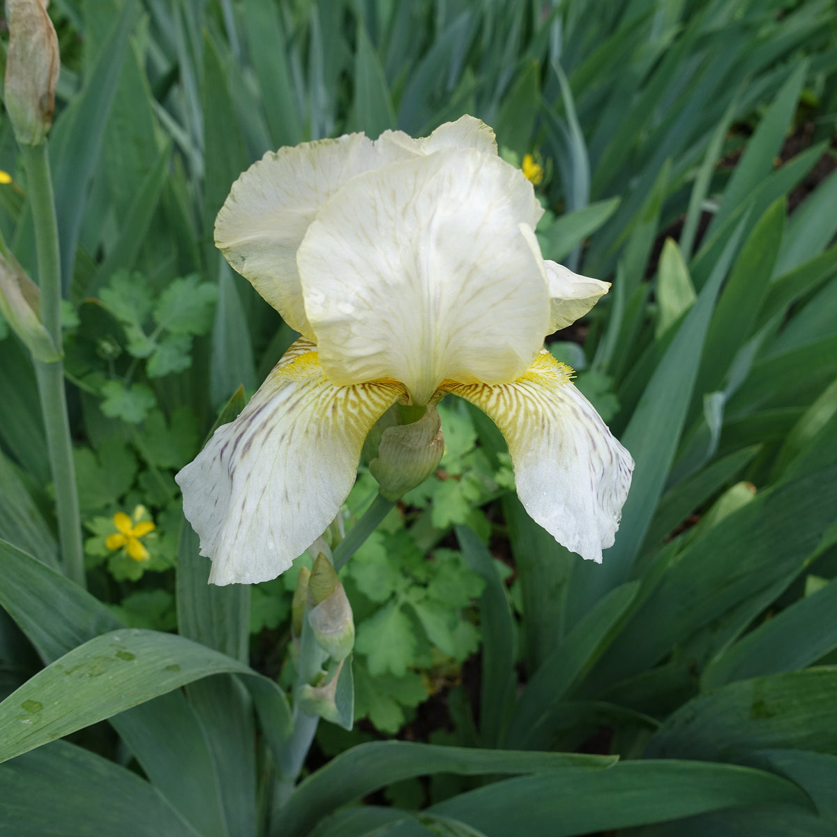 Schwertlilie Buffy - Willemse
