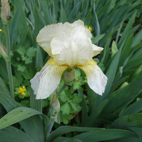 Schwertlilie Buffy - Willemse