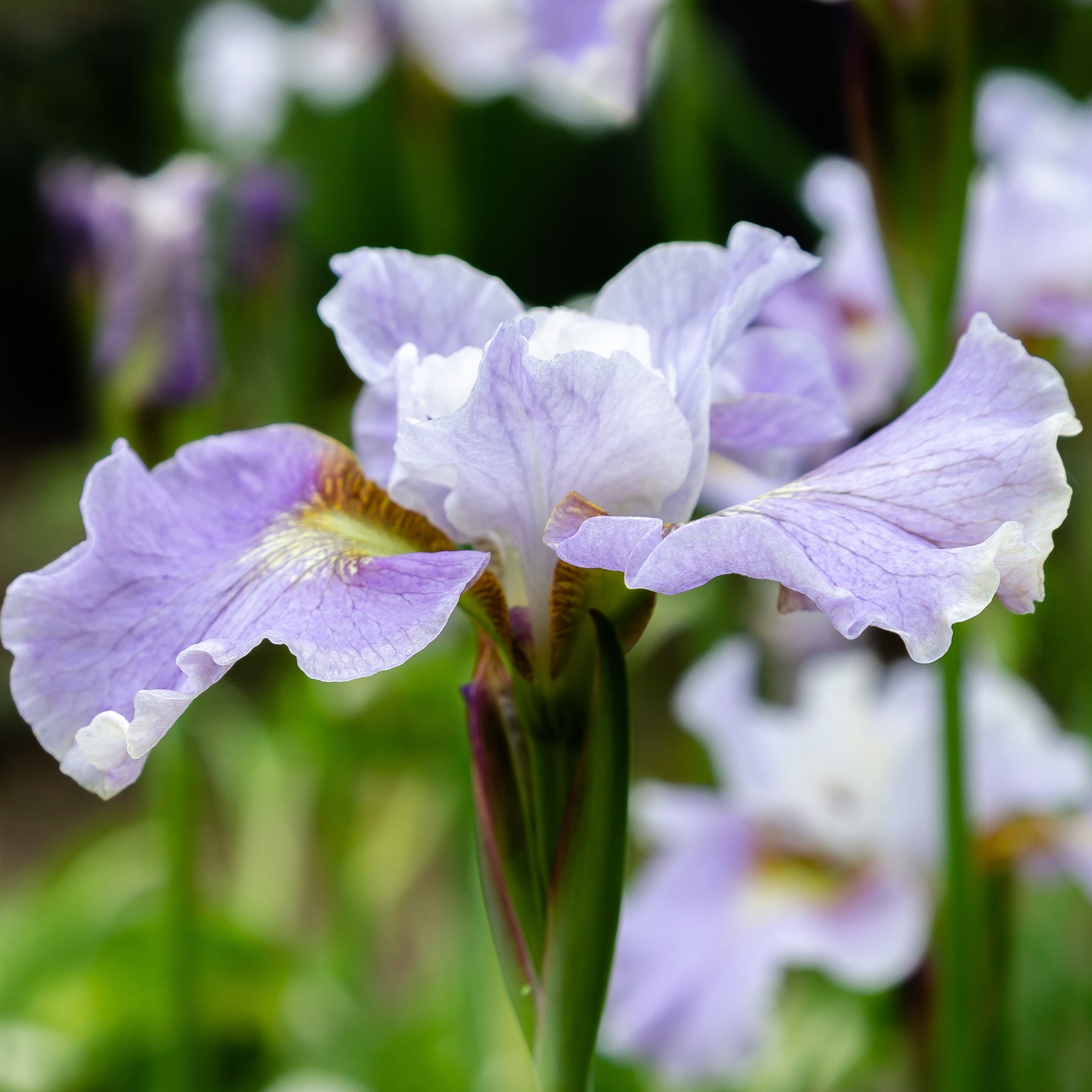 Iris sibirica - Sibirische Schwertlilie - Sibirische Schwertlilie Dance Ballerina Dance - Iris sibirica Dance Ballerina Dance