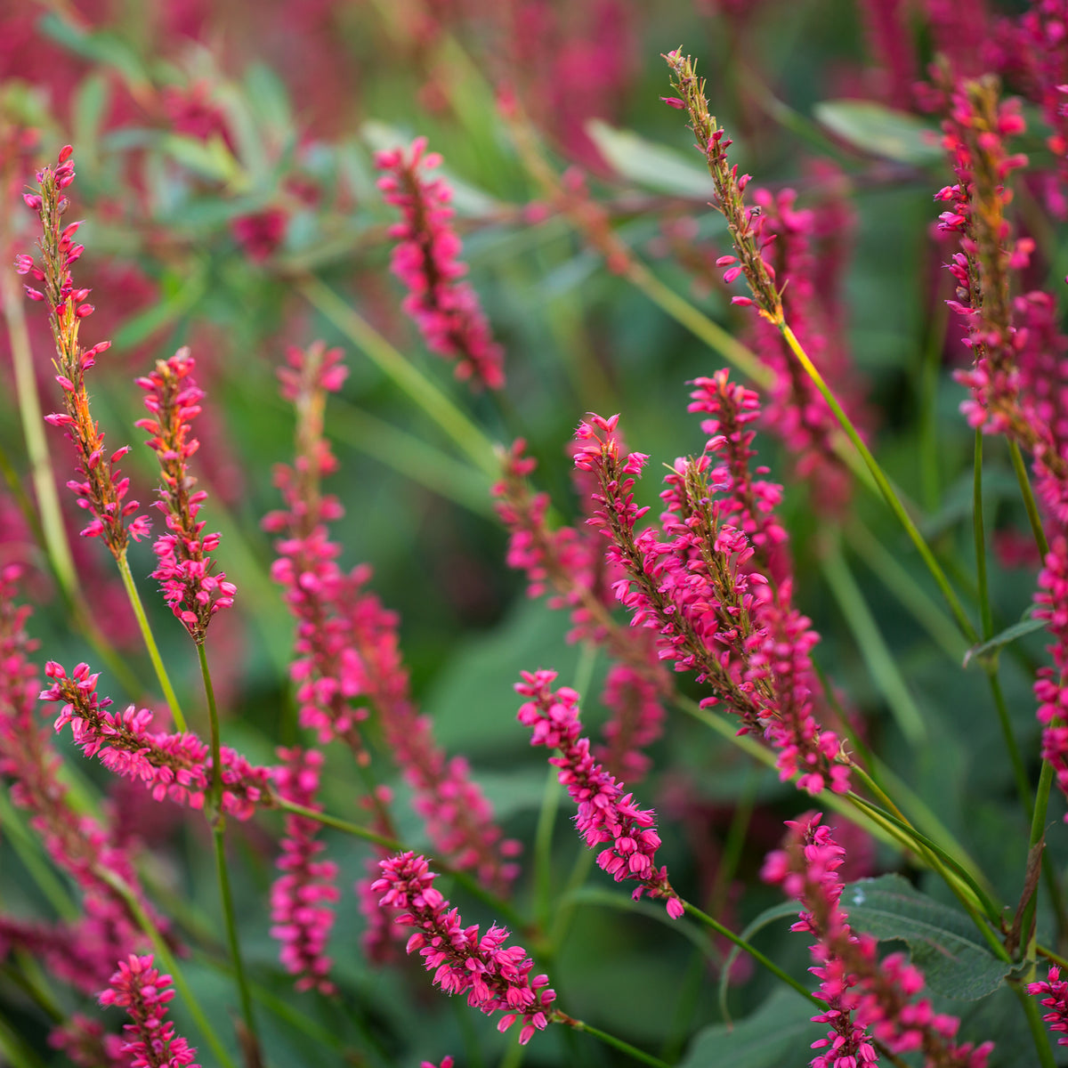 Kerzenknöterich Amethyst Summer - Willemse