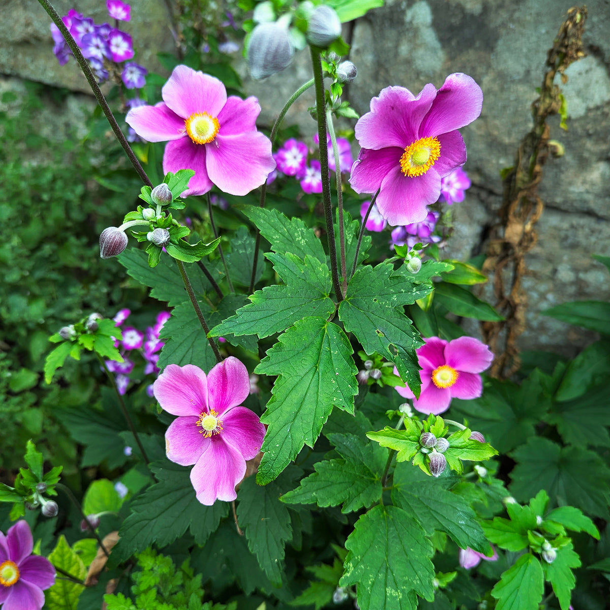 Herbst-Anemone Fantasy Ariel - Willemse