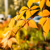 Mauerwein Yellow wall - Willemse