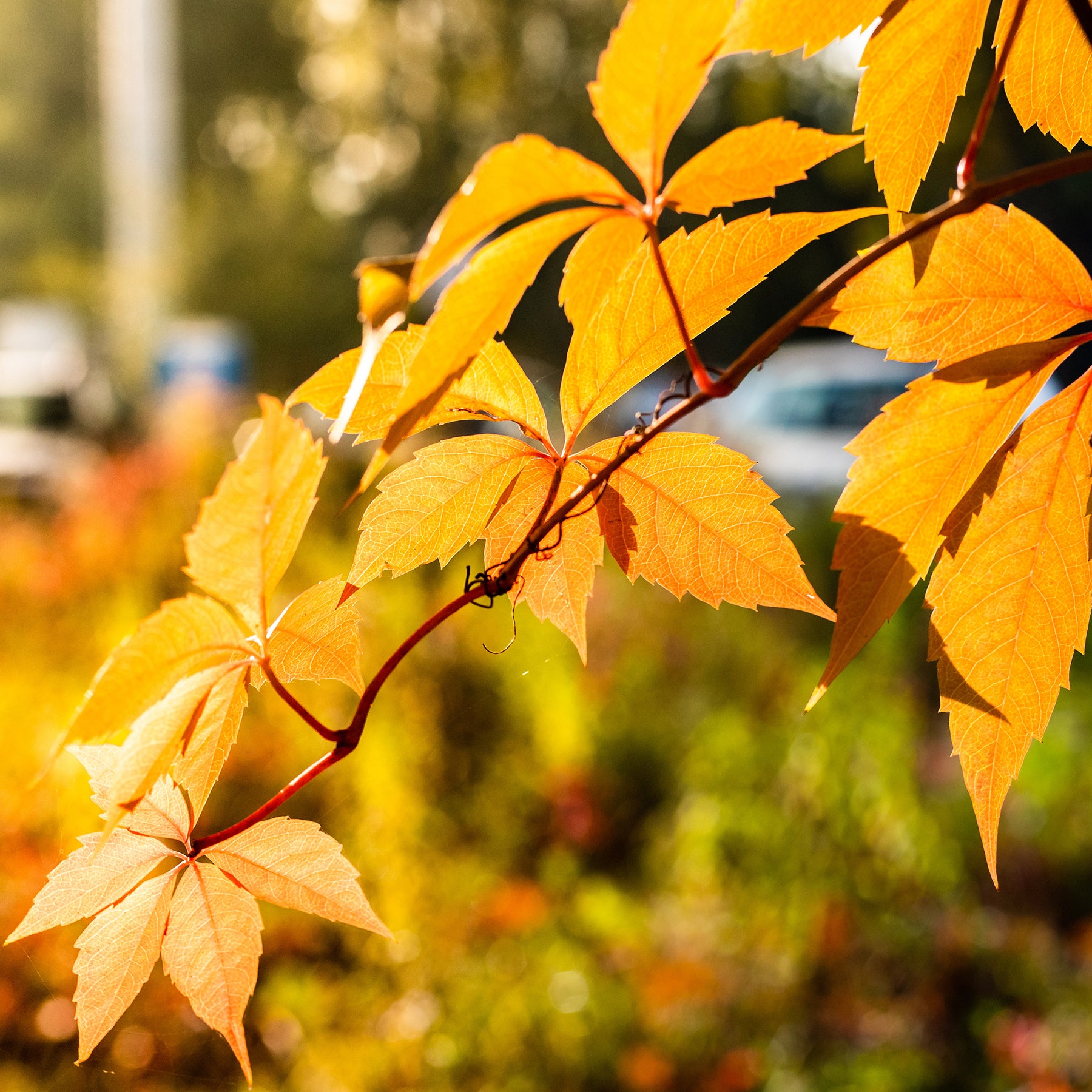 Mauerwein Yellow wall - Willemse