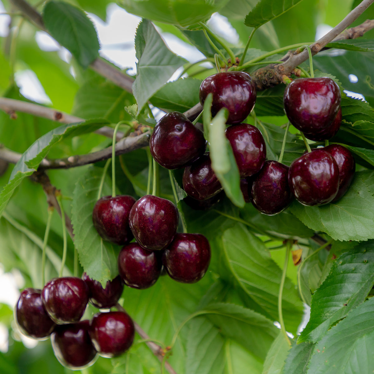 Süßkirsche Regina - Prunus avium Regina - Willemse