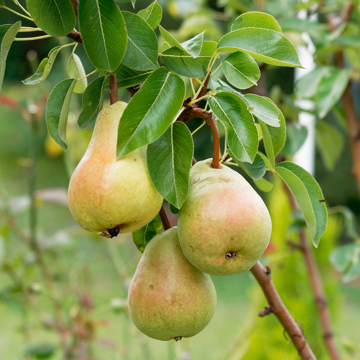 Birne Alexander Lucas - Willemse