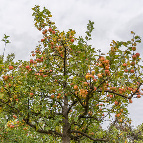 Apfel Gravensteiner - Willemse