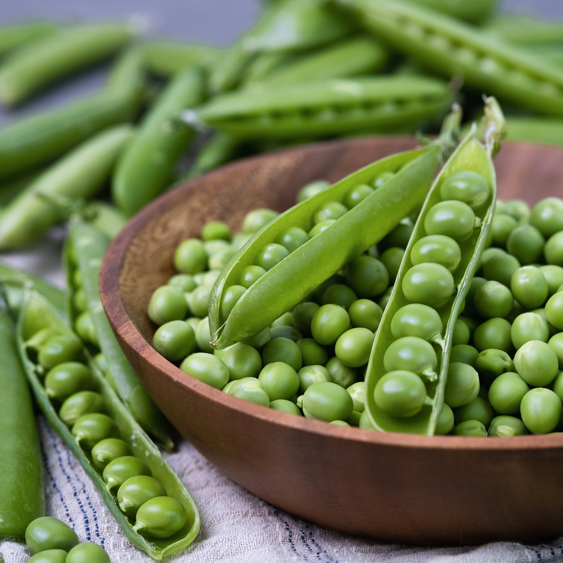 Gartenerbse Plein le panier - Willemse