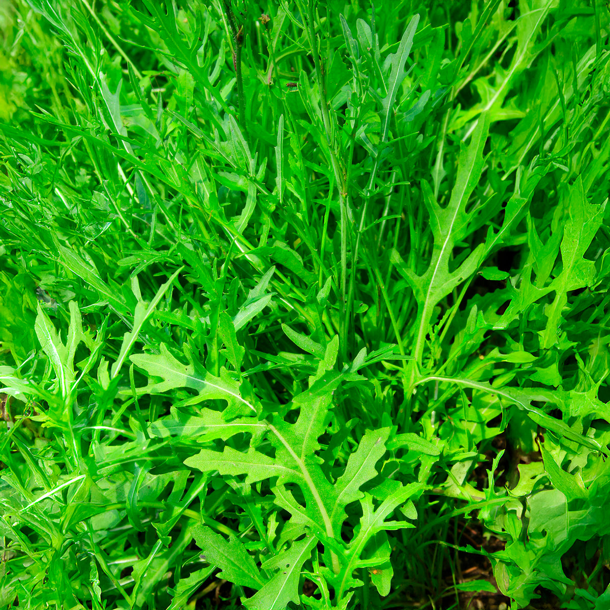 Diplotaxis tenuifolia Wildfire - Rucola Wildfire - Samen für Salate