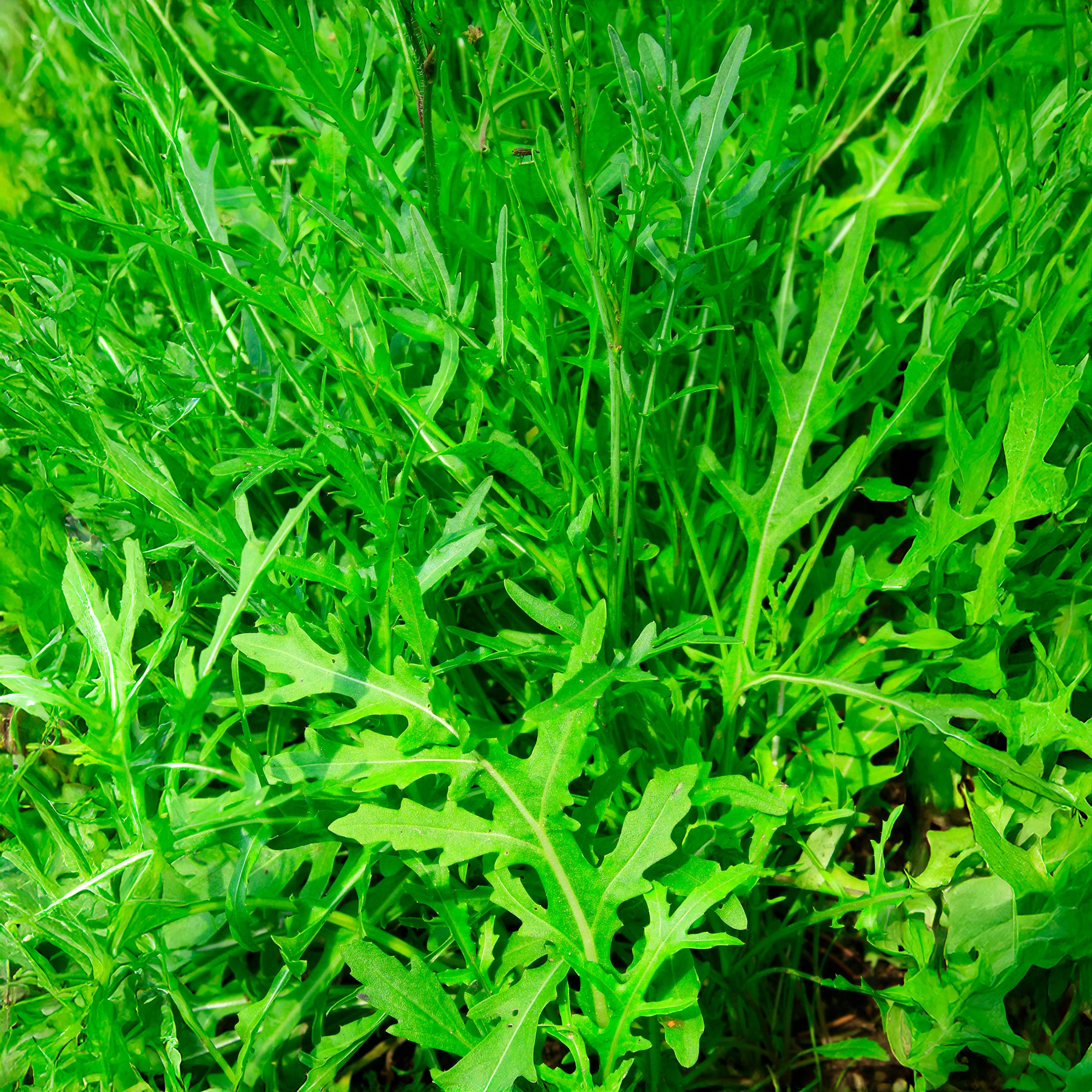Diplotaxis tenuifolia Wildfire - Rucola Wildfire - Samen für Salate