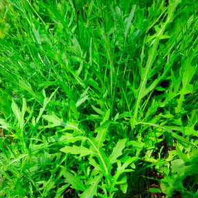 Diplotaxis tenuifolia Wildfire - Rucola Wildfire - Samen für Salate