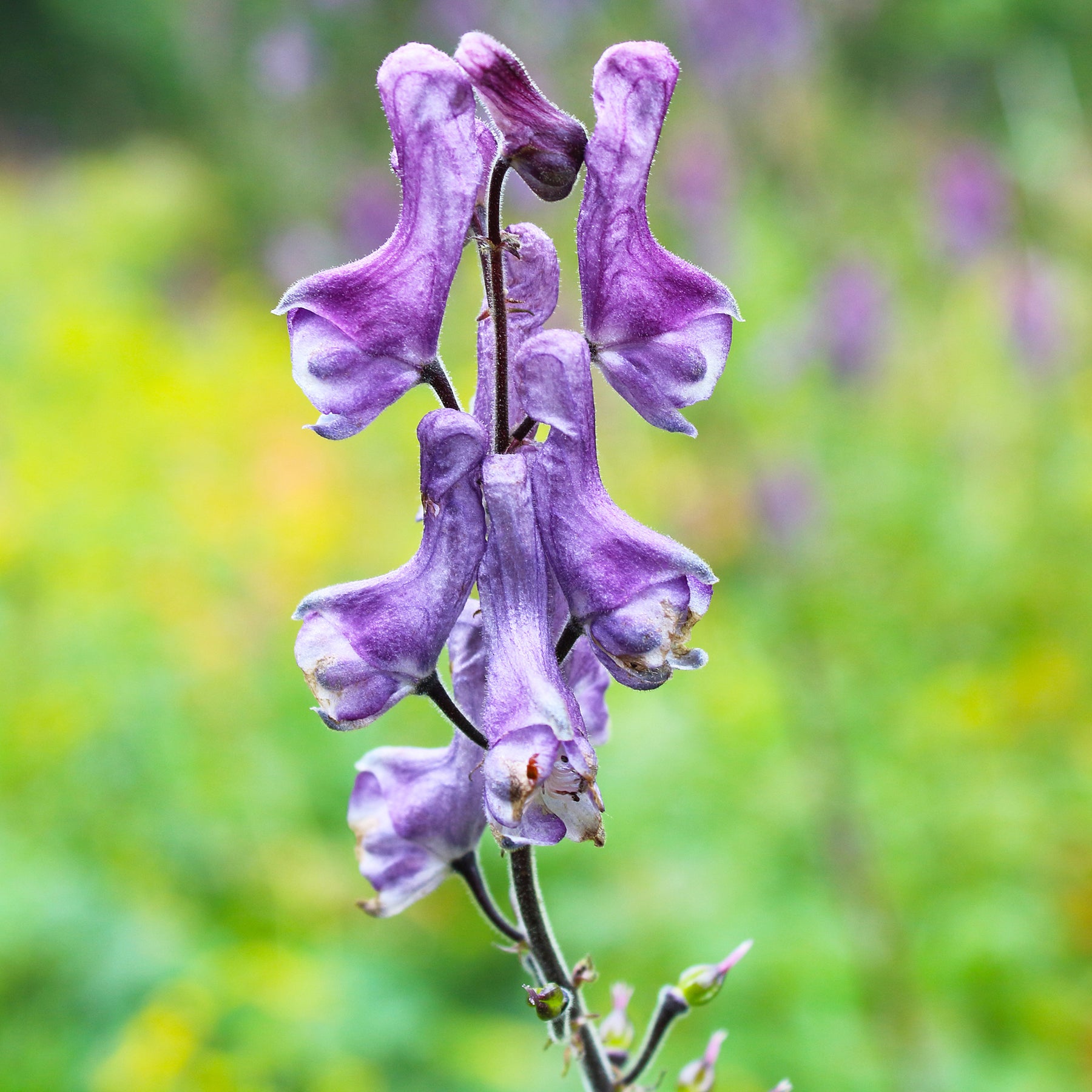 Aconitum hybride purple sparrow - Eisenhut Purple Sparrow - Eisenhut  