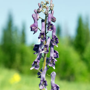 Eisenhut Purple Sparrow - Willemse