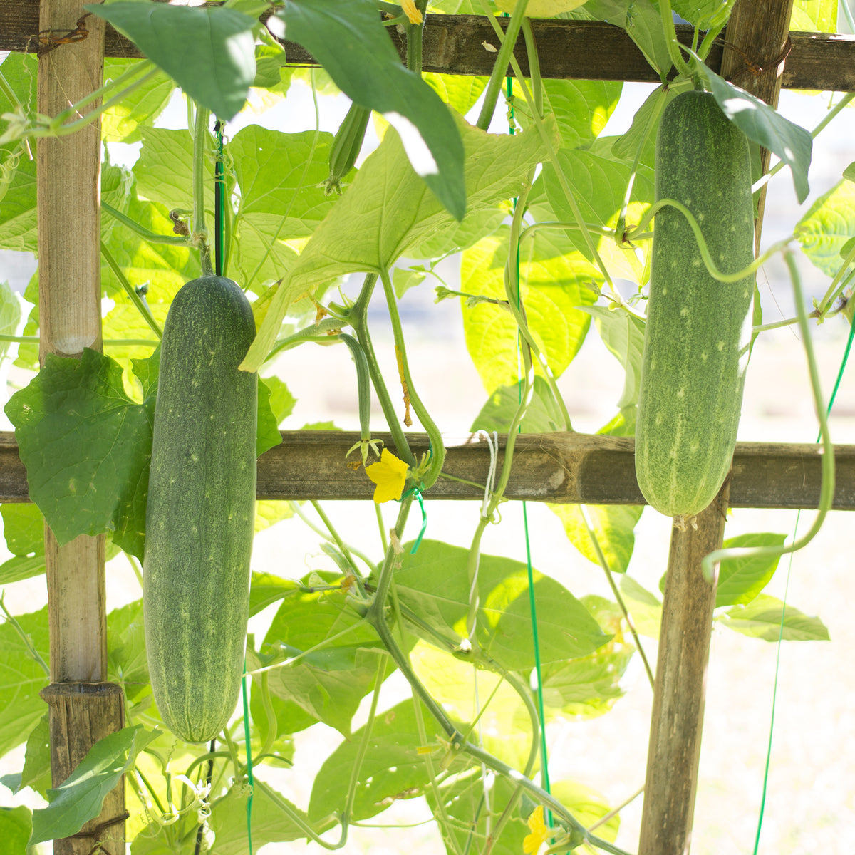 Gurke 'Johanna' - Cucumis sativus 'johanna' - Willemse