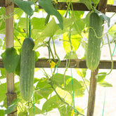 Gurke 'Johanna' - Cucumis sativus 'johanna' - Willemse