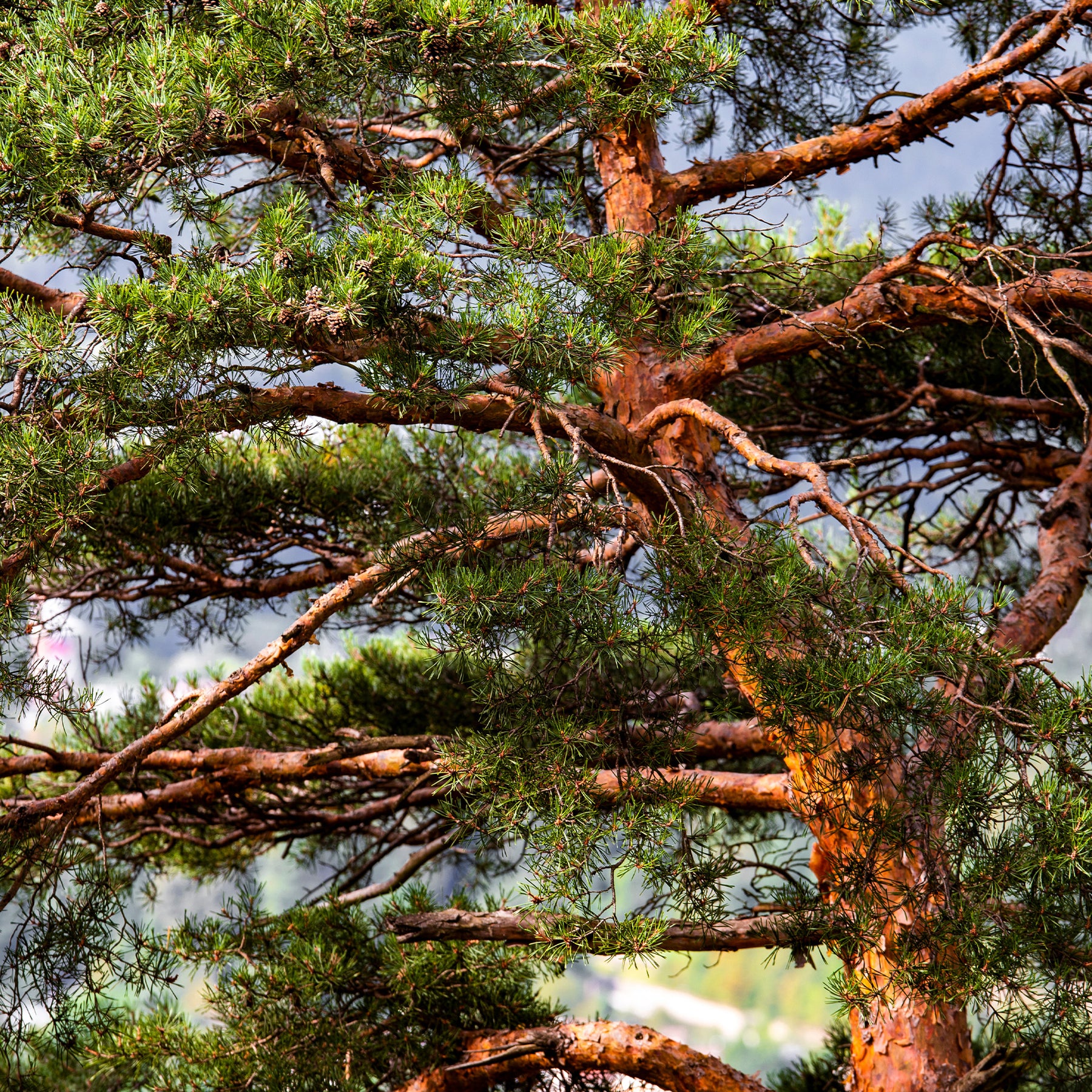 Verkauf Waldkiefer - Kiefer