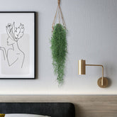 Spanisches Moos - Tillandsia usneoides