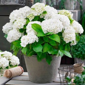 Hortensie weiß