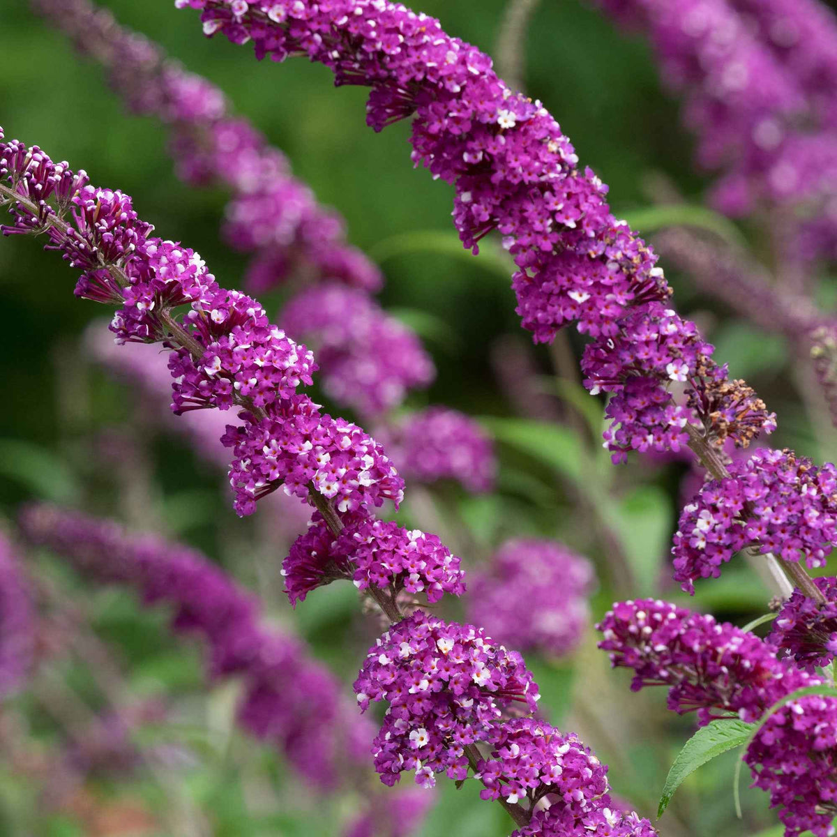 Sommerflieder 'Berries & Cream'