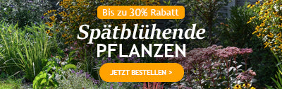 Spätblühende Pflanzen bis zu -30%!