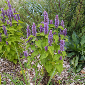 Agastache rugosa Golden Jubilee - Duftnessel Golden Jubilee - Agastache
