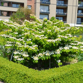 Viburnum plicatum Watanabe - Japanischer Schneeball - Viburnum