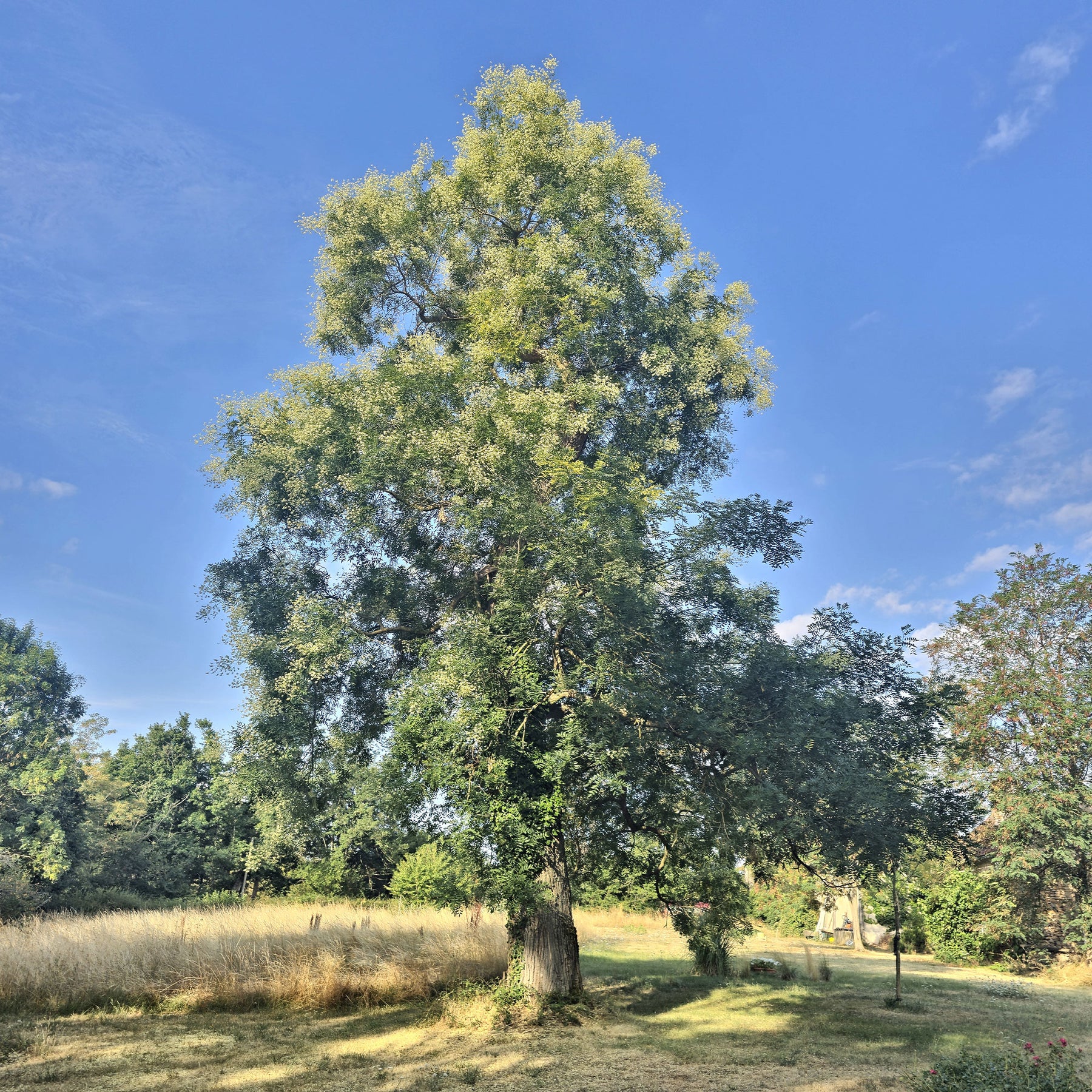 Japanischer Schnurbaum - Sophora japonica - Willemse