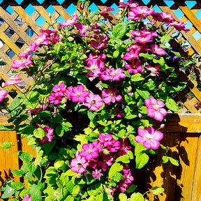Clematis Ville de Lyon, Miss Bateman, Président - Clematis-Kollektion 'Ville de Lyon', 'Miss Bateman', 'President' (x3) - Clematis