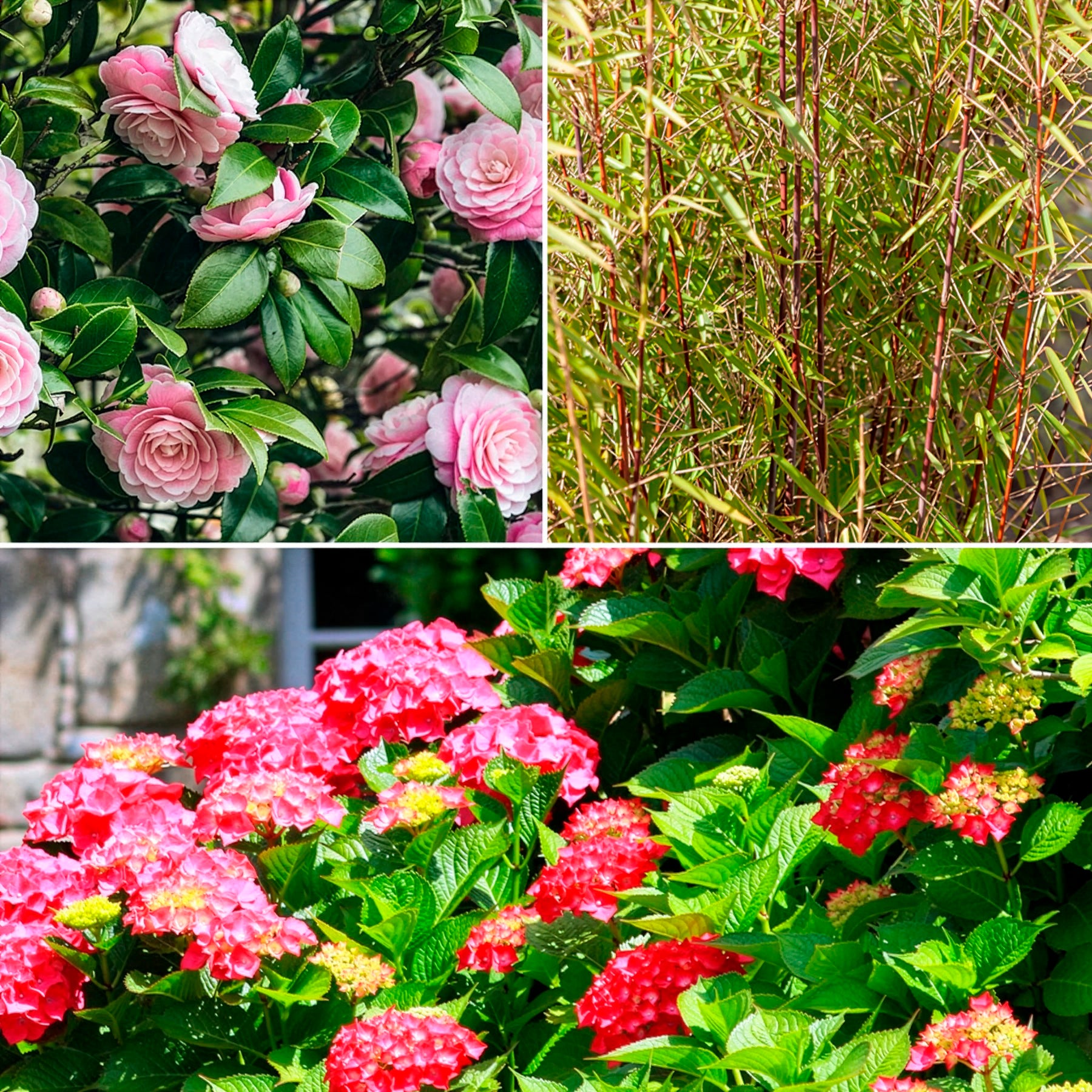 Schatten-Sträucher-Kollektion Hortensie, Kamelie, Bambus (x3) - Willemse