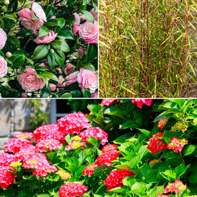 Schatten-Sträucher-Kollektion Hortensie, Kamelie, Bambus (x3) - Willemse