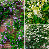 Kletterpflanzen-Kollektion Jasmin, Glyzinie, Kletterhortensie (x3) - Willemse