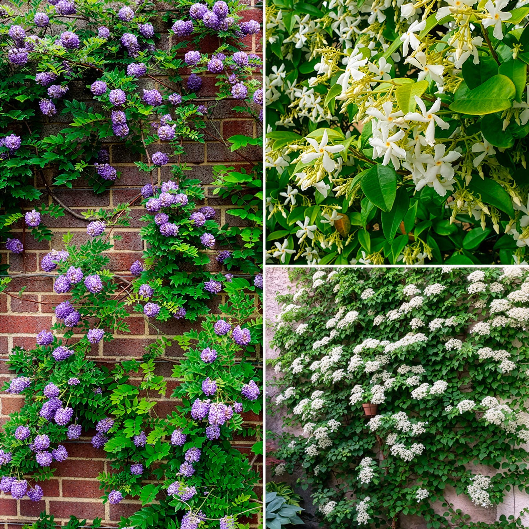 Kletterpflanzen-Kollektion Jasmin, Glyzinie, Kletterhortensie (x3) - Willemse