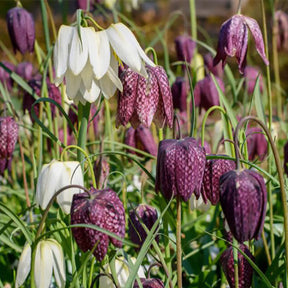 Schachblumen Mischung (x30) - Fritillaria Meleagris - Willemse